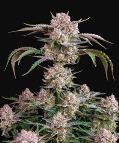 Feminized Seeds