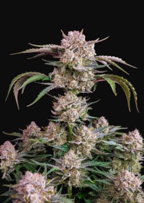 Feminized Seeds